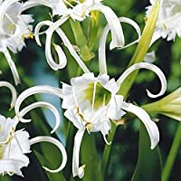 Los mejores  - BULBOS DE FLORES para una floración de primavera-verano-otoño (3- Hymenocallis festalis ZWANENBURG)